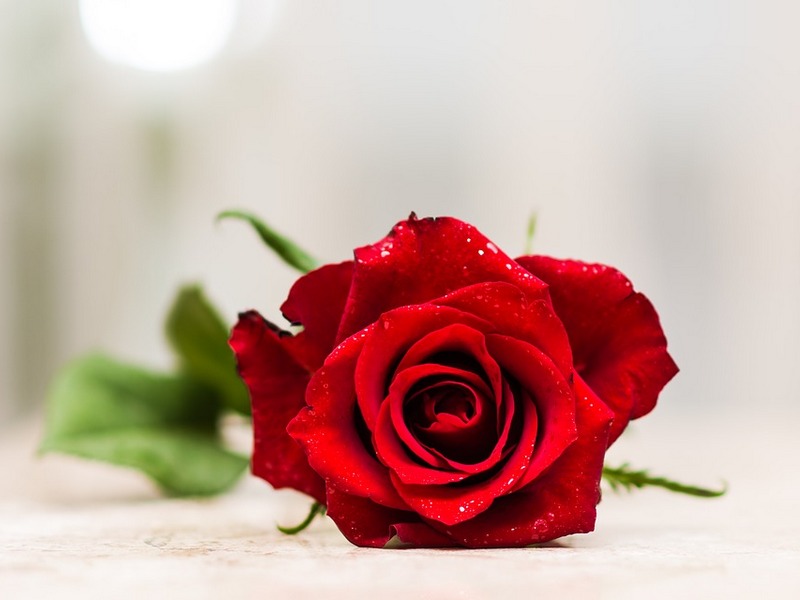 San Valentino: i fiori da regalare - Nadalini Flor ...